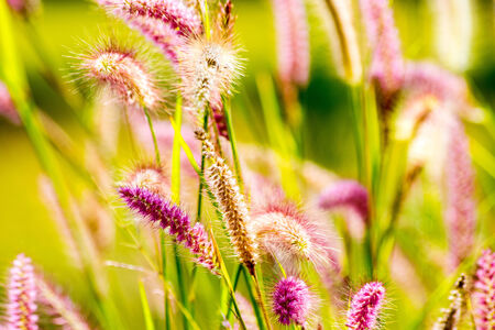 grass flower in morningの写真素材