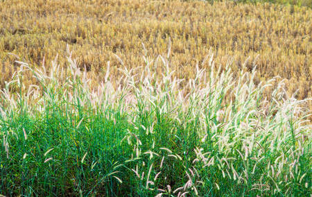 grass flower in morningの写真素材