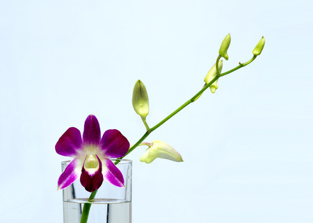 Purple orchid in clear glass in white backgroundの写真素材