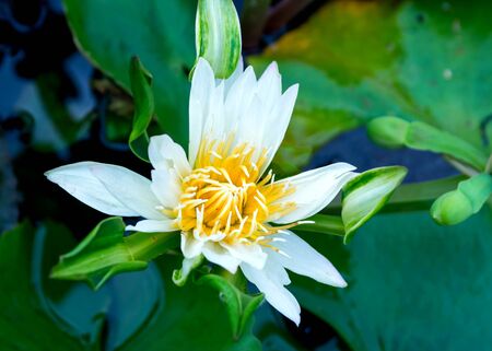 white lotus on lotus gardenの写真素材