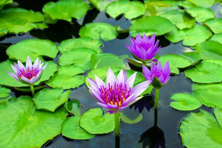purple lotus on lotus gardenの写真素材