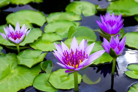 purple lotus on lotus gardenの写真素材