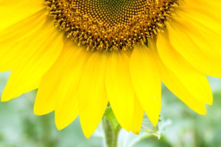 close up of sunflowerの写真素材