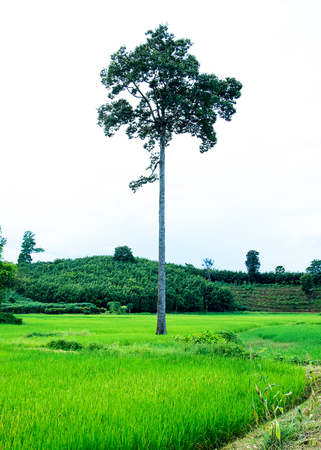 tree in rice fieldの写真素材