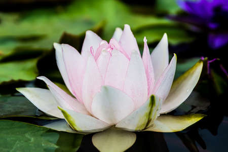 blossom white lotusの写真素材