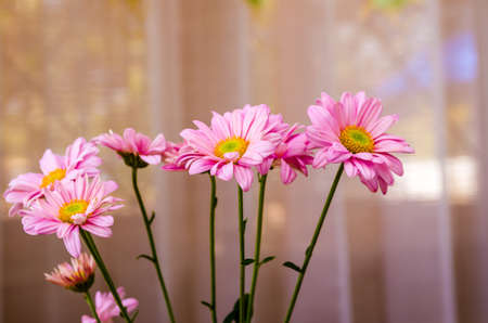 pink flower in roomの写真素材