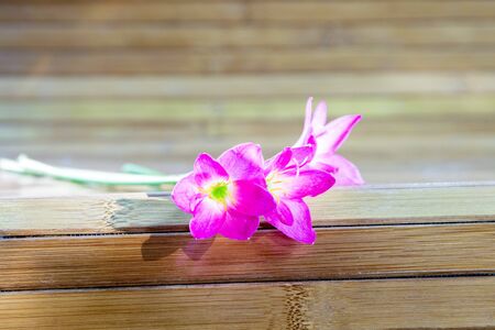 rain lily on bamboo plateの写真素材