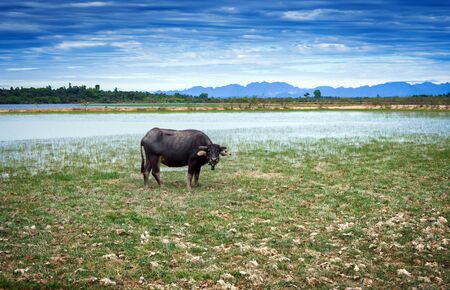 Thai buffalo on grass field,rural landscape of Thailandの写真素材
