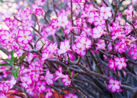 blossom Impala Lily flowersの写真素材