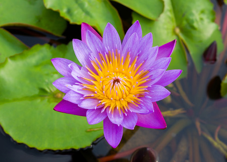 blossom purple water lilyの写真素材