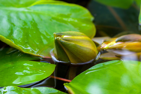 flower bud water lilyの写真素材