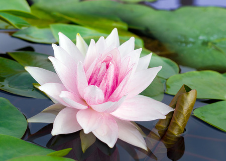 pink Water Lilyの写真素材
