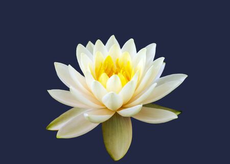 White Water Lilyの写真素材