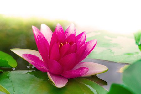 Red Water Lilyの写真素材