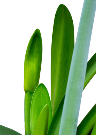 bud amaryllis flowerの写真素材