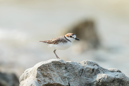 Bird on a coral reefの写真素材