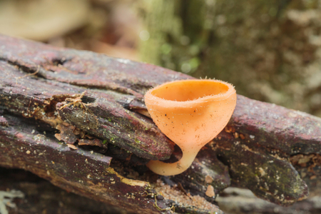 Orange cup mushroom on the timberの写真素材
