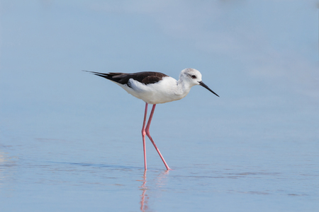 Shorebird relaxing in the seaの写真素材