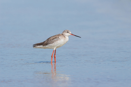 Shorebird relaxing in the seaの写真素材