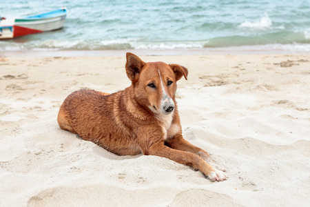 Brown dog relaxing on beachの写真素材