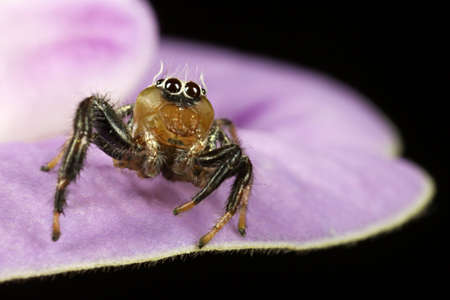 Jumping spider is perching on link flower, taken in Saigon- Vietnamの写真素材