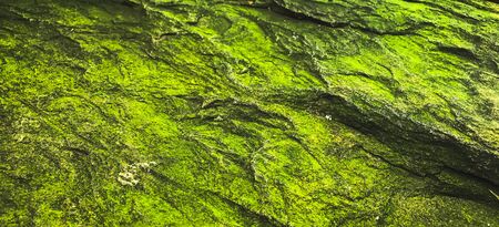 Green moss grows on the right surface. Moss grows on wet areas. Green thallophytic plant.の写真素材
