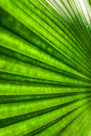 Green Anahaw Leaf. Anahaw is the national leaf of the Philippines. It is shaped like a fan with beautiful patternsの写真素材