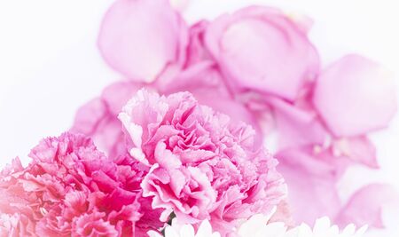 Pink carnations flower for Mother's day on white backgroundの写真素材
