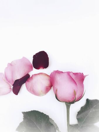 Close up Pink Rose flower with water drops on white, Valentines Day background, wedding dayの写真素材