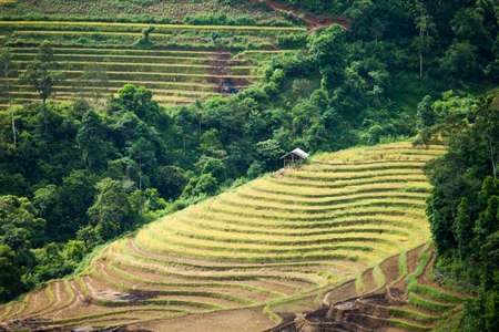 Rice fields on terraced in rainny season at SAPA, Lao Cai, Vietnam. Rice fields prepare for...