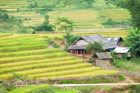 Rice fields on terraced in rainny season at SAPA, Lao Cai, Vietnam. Rice fields prepare for transplant at Northwest Vietnamのeditorial素材