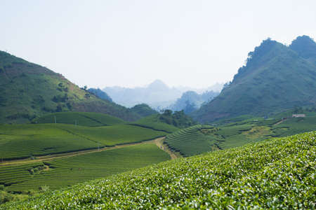 Moc Chau tea hill, Moc Chau village, Son La province, Vietnamの写真素材