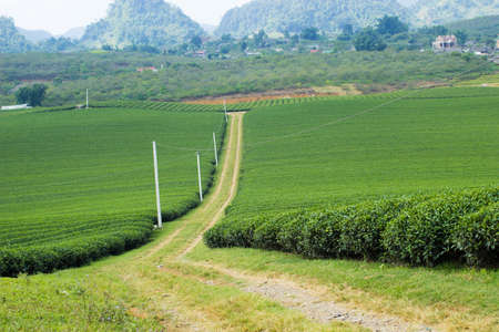 Moc Chau tea hill, Moc Chau village, Son La province, Vietnamの写真素材