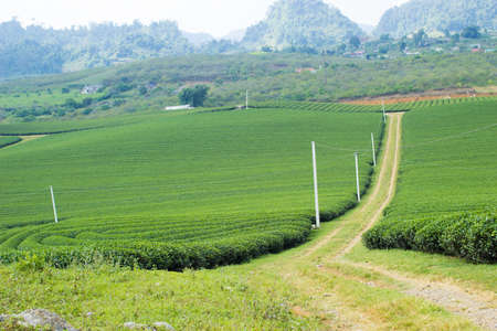 Moc Chau tea hill, Moc Chau village, Son La province, Vietnamの写真素材