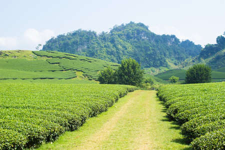 Moc Chau tea hill, Moc Chau village, Son La province, Vietnamの写真素材