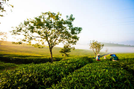 Moc Chau tea hill, Moc Chau village, Son La province, Vietnamの写真素材