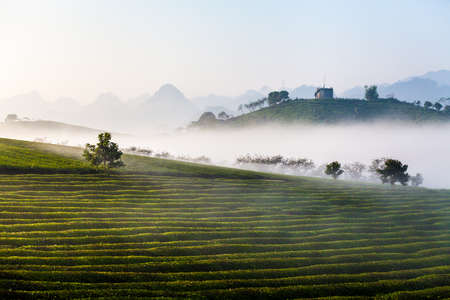 Moc Chau tea hill, Moc Chau village, Son La province, Vietnamの写真素材