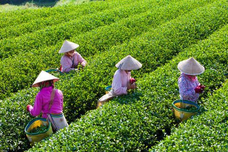 MocChau Highland, Son la Province, Vietnam Otc 25, 2015: Farmers collecting tea leaves on terrace green tea fileds in Moc Chau Highland. Tea is tradition drink in Vietnam, china, japan, korea, etc...のeditorial素材