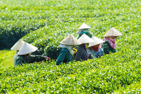 MocChau Highland, Son la Province, Vietnam Otc 25, 2015: Farmers collecting tea leaves on terrace green tea fileds in Moc Chau Highland. Tea is tradition drink in Vietnam, china, japan, korea, etc...のeditorial素材
