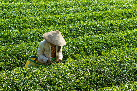 MocChau Highland, Son la Province, Vietnam Otc 25, 2015: Farmers collecting tea leaves on terrace green tea fileds in Moc Chau Highland. Tea is tradition drink in Vietnam, china, japan, korea, etc...のeditorial素材