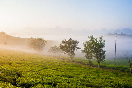 Mocchau highland, Vietnam: Moc Chau tea hill, Moc Chau village . Tea is a traditional drink in Asiaの写真素材