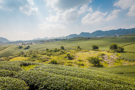 Mocchau highland, Vietnam: Moc Chau tea hill, Moc Chau village . Tea is a traditional drink in Asiaの写真素材