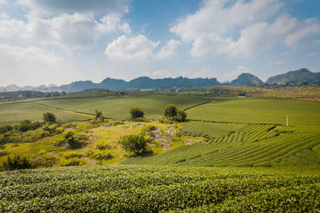Mocchau highland, Vietnam: Moc Chau tea hill, Moc Chau village . Tea is a traditional drink in Asiaの写真素材