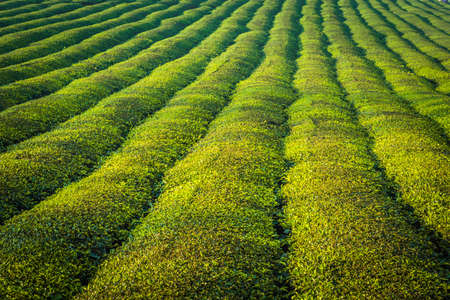 Mocchau highland, Vietnam: Moc Chau tea hill, Moc Chau village . Tea is a traditional drink in Asia