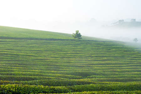 Mocchau highland, Vietnam: Moc Chau tea hill, Moc Chau village . Tea is a traditional drink in Asia