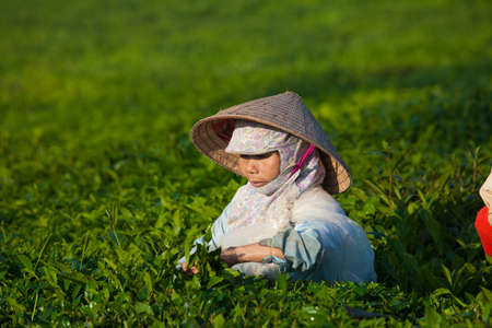 Mocchau highland, Vietnam: Farmers colectting tea leaves in a field of green tea hill on Oct 25, 2015. Tea is a traditional drink in Asiaのeditorial素材