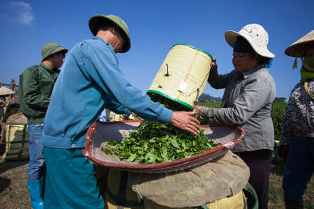 Mocchau highland, Vietnam: Farmers colectting tea leaves in a field of green tea hill on Oct 25, 2015. Tea is a traditional drink in Asiaのeditorial素材