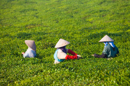 Mocchau highland, Vietnam: Farmers colectting tea leaves in a field of green tea hill on Oct 25, 2015. Tea is a traditional drink in Asiaのeditorial素材