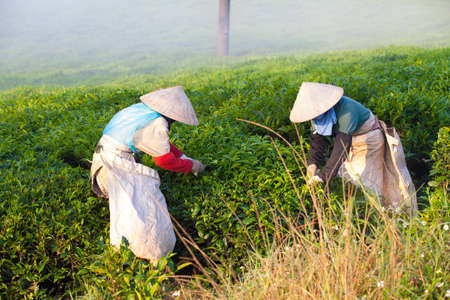 Mocchau highland, Vietnam: Farmers colectting tea leaves in a field of green tea hill on Oct 25, 2015. Tea is a traditional drink in Asiaのeditorial素材