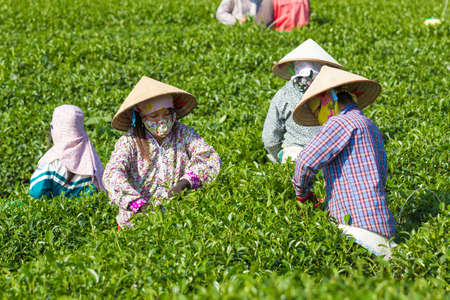 Mocchau highland, Vietnam: Farmers colectting tea leaves in a field of green tea hill on Oct 25, 2015. Tea is a traditional drink in Asiaのeditorial素材